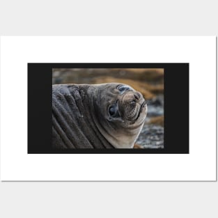 Elephant Seal Posters and Art